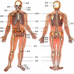 人类器官系统